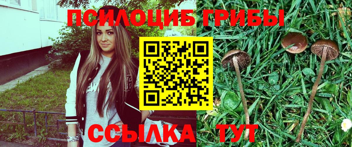 Псилоцибиновые грибы мицелий Северск