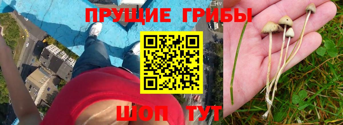 Галлюциногенные грибы Cubensis  хочу   Северск  Вход с VPN 
